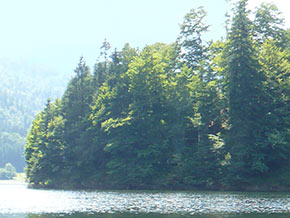 Bäume am See
