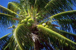 Kokospalme