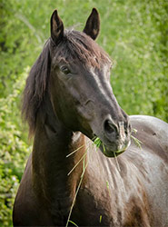 Pferd auf grüner Wiese beim Grasen
