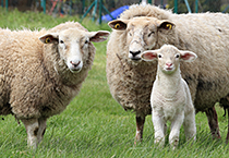 Schafe auf der Wiese