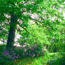 Baum