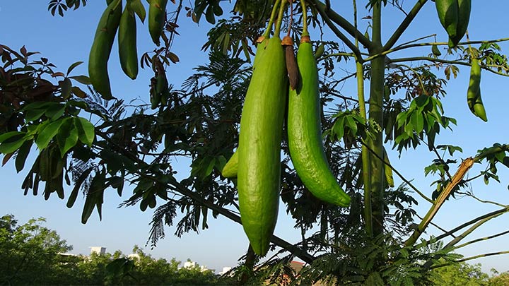 Kapok-Frucht