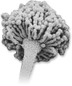 Schimmelpilz Aspergillus