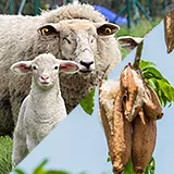 Federleichte Pflanzendaune trifft auf klimatisierende Schafschurwolle Füllung