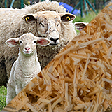 Zirbenkissen Pecora-Cembra mit Schafschurwolle Füllung