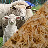 Aromatische Zirbe und kuschelige Schafschurwolle Füllung