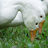 Ganzjahres-Bio-Daunendecke Ansara-Organic, GOTS, in Deutschland gefertigt Füllung