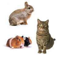 Tiere als Allergieauslöser