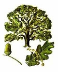 Eichenbaum