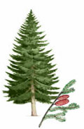 Fichtenbaum
