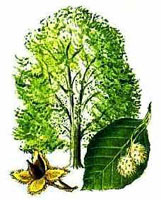 Buchenbaum