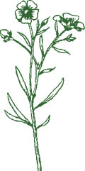 Flachs-Pflanze