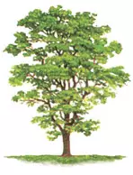 Robinienbaum