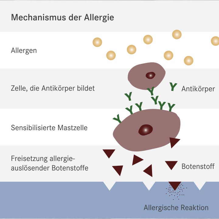 Übersicht körperliche Beschwerden und Allergien