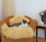 Fell mit schadstoffarmer Gerbung und extra hohem Flor zum Einkuscheln Fell mit schadstoffarmer Gerbung und extra hohem Flor zum Einkuscheln