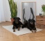 Größe 140x110 cm für sehr große Hunde oder als Doppelbett für kleinere Rassen Größe 140x110 cm für sehr große Hunde oder als Doppelbett für kleinere Rassen