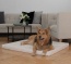 Auf Größe 100x80 cm fühlen sich große Hunde wohl Auf Größe 100x80 cm fühlen sich große Hunde wohl