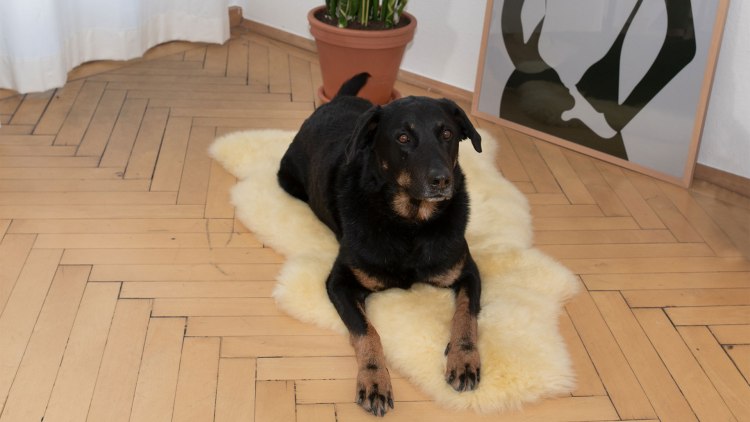 Fell mit schadstoffarmer Gerbung und extra hohem Flor zum Einkuscheln