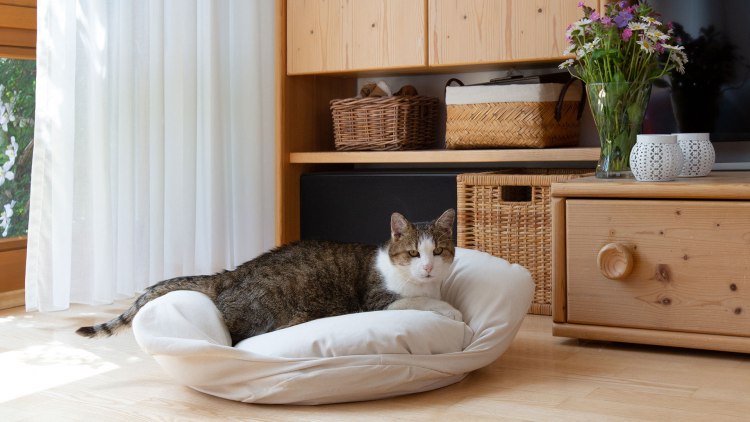 Gemütlich-weiches Katzenbett für den gesunden Schlaf